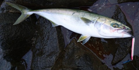 mh3z35tewew4ibj9uswy_480_480-36b5e0d8.jpg