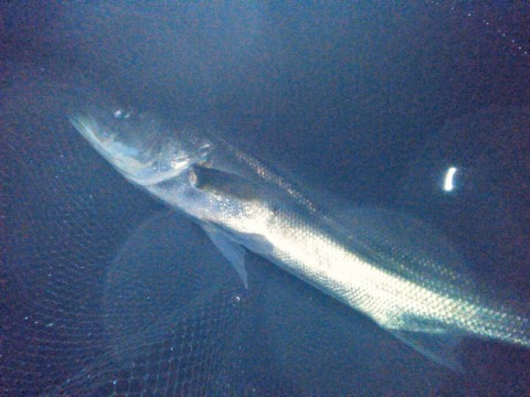 mhg9ihf8f799f664464t_920_690-3f288666.jpg