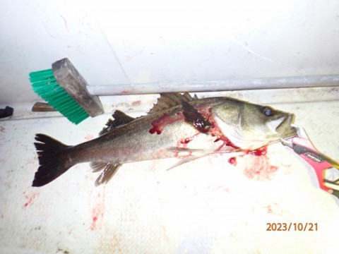 mhgu9tji2be2ky67d36p_480_480-6cbc392d.jpg
