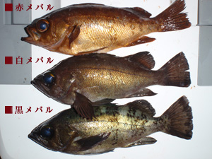 mi457cads8vefc42ghtk-58509da0.jpg