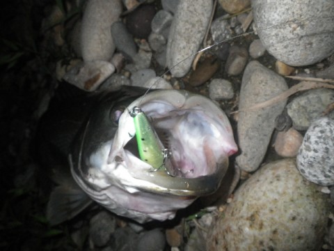 mjynvhxopwpmiymsrbdn_480_480-e6d78085.jpg