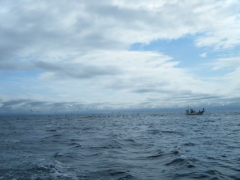 mkbhtz3fzbwjfvmhzm5n_480_480-4504d187.jpg