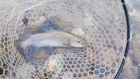 mkerry7fxdbunh9y9jng_920_518-0b250a8f.jpg