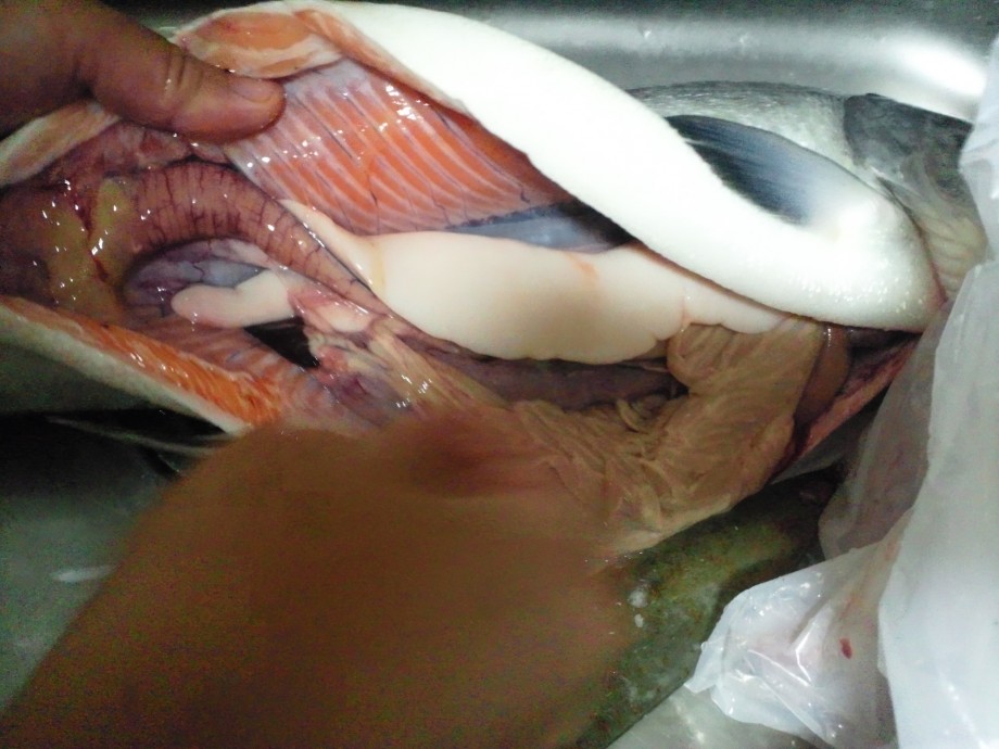 一年中12ft カラフトマス初釣行でまさかの