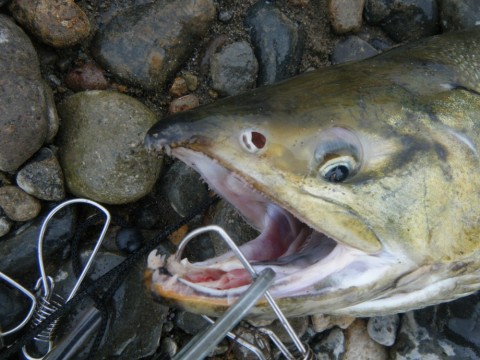 mkrseocrvafgyfsoto9k_480_480-c001bf44.jpg