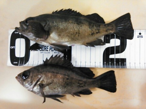 mkykoe68m3svf74pmrhu_640_480-61500805.jpg
