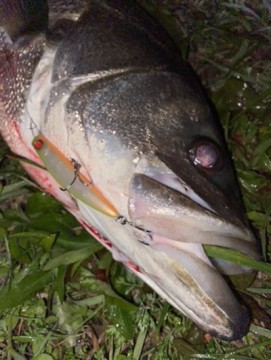 mm8zvk5b56d8bmyrj3xj_361_480-e22af153.jpg