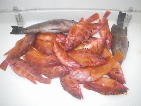 mmouou9nbf8o5va8ywi6_480_480-c9dd4202.jpg