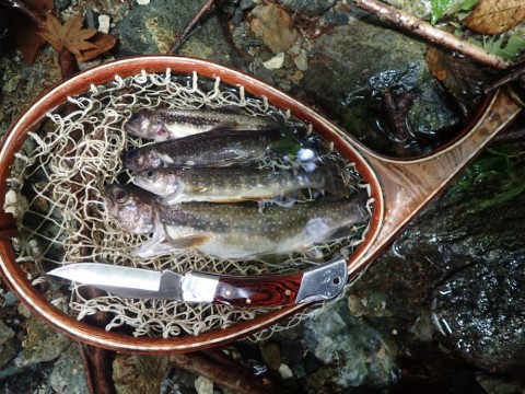 mmwmcw63kvg5ru46kuao_480_480-8b717969.jpg