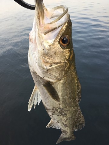 mnbcdvn55fwfwwabxpa5_690_920-f614f757.jpg