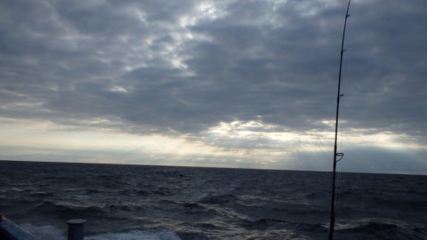 mnbwve7kksxftxbuiof8_480_480-58569aec.jpg
