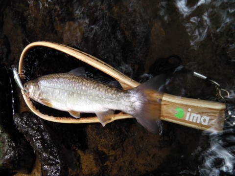 mnjs7p64tgfx3ibg9okz_920_690-4ed516eb.jpg