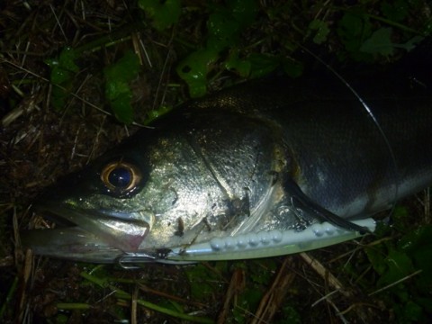 mnkgmcy2i6cscx4uidae_480_480-f7edccf0.jpg