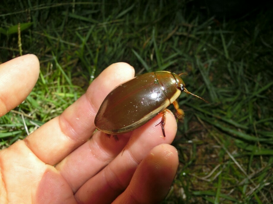 お魚探検日記 水生昆虫の王者 タガメ ナミゲンゴロウ 17