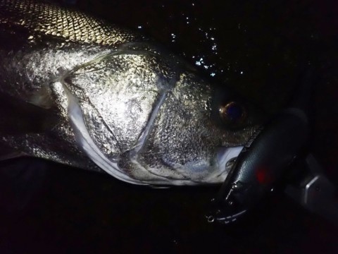 mnn8yogwbgwvdhafhtrv_480_480-44f23e57.jpg