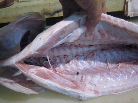 mnuaovkvtfopgdydd8hn_480_480-60fd3fac.jpg