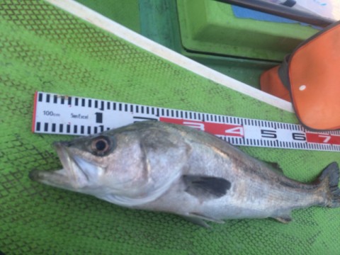 moegziruiinuhcuanc5d_480_480-6de84861.jpg