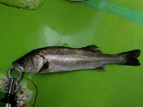 moudckbn5p2gemhkajbj_920_690-a0266575.jpg