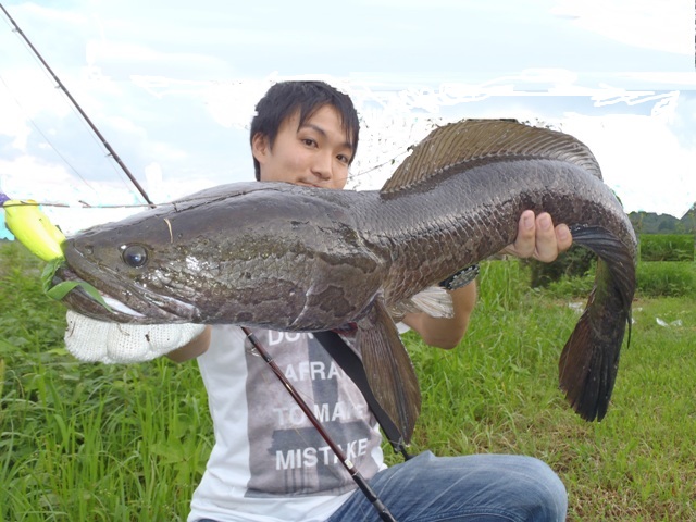 Chill Fishing 至近距離至上主義ライギョバトル