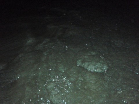 mpntb7yzsus6rrz94jpy_480_480-c1d78d30.jpg