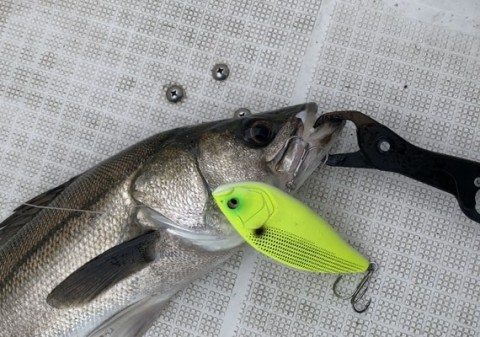 mpxd6t7emfohwhox44os_480_337-edc20b5e.jpg