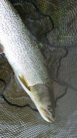 ms76fjhs5ezx7i2t8xaf_518_920-0385e94b.jpg