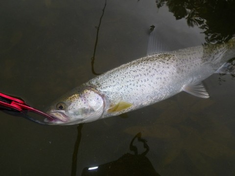 msfishexegc7d32wxbjd_480_480-46135682.jpg