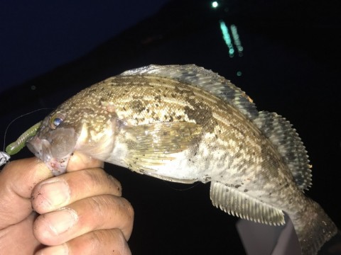 mshg8c46dx7x7x4z6242_480_480-0524897a.jpg