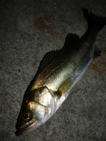 mshugfj9dpfzf7kg63wv_480_480-c05ba696.jpg