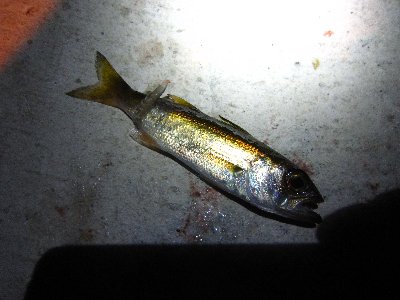 msidkurzmnozarx9pck4-d0497019.jpg