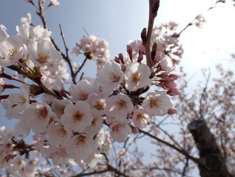 msxb5cs8i5ts4f6mvnxv_480_361-4488fa0f.jpg