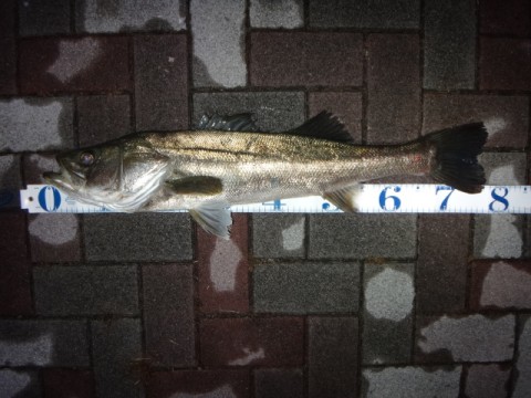 mt23ms39k3n3jcr98883_480_480-32ada101.jpg