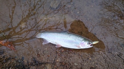 mtf7fj8yaidg8eat97u2_480_480-3daf55b4.jpg
