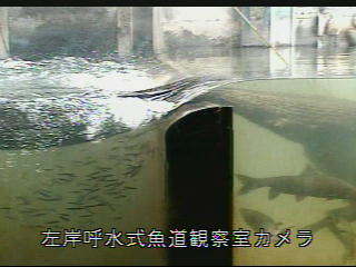 mtfy6jsuoefbsbx3kvfj-a4671442.jpg