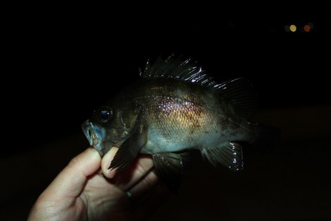 mufcoom2em23y89hf5wa_480_480-06969b71.jpg