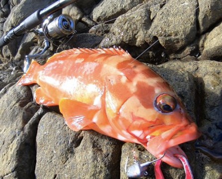 mujkf9stpo5ompd78ixh_480_387-08b36e83.jpg