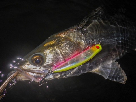 muopsikvd4mvtner39wx_480_480-8f01db19.jpg