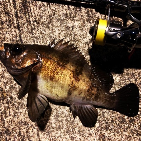 mv3uawkpv9yege48ft26_480_480-cb309036.jpg