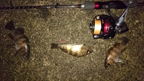 mvjf2rbpx68yhv5jw2fc_480_480-e67d72ea.jpg