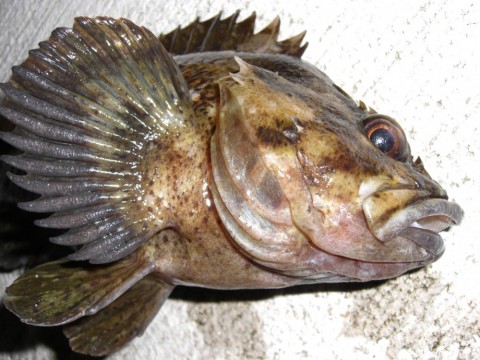 mvphfvjbecnxpkbkctn6_480_480-c5807802.jpg