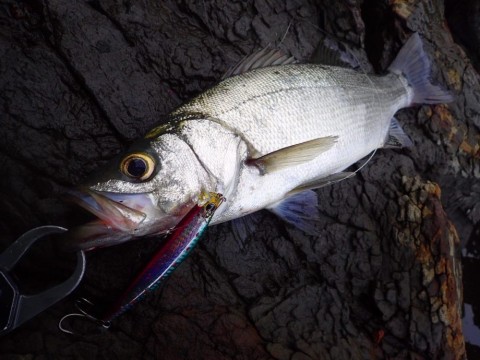mw4efdnbps546mhrsvkp_480_480-802932a6.jpg