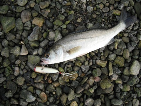 mw4m99cc4n35z5w4ispo_480_480-e4189456.jpg