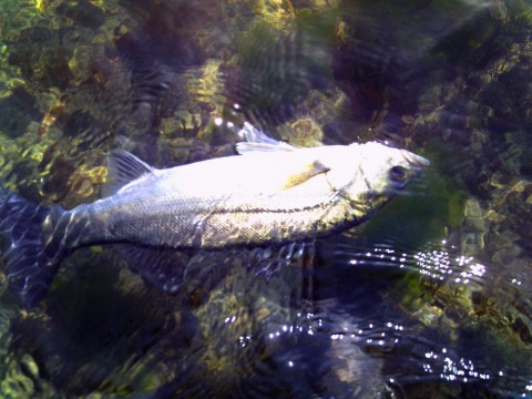 mw97psyhoo6nrpi8iu49_480_480-eb96397a.jpg