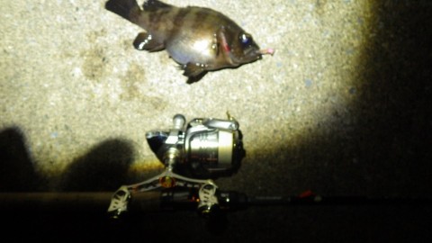 mxa74yd7gn8u4dhpxyo6_480_480-c928589b.jpg