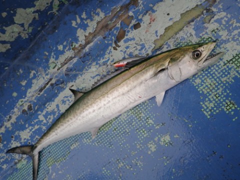 mxmpvek68j9jsm5rydy8_480_480-2cc9451c.jpg