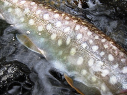 myjnv3y67avwso754tey-abe14162.jpg