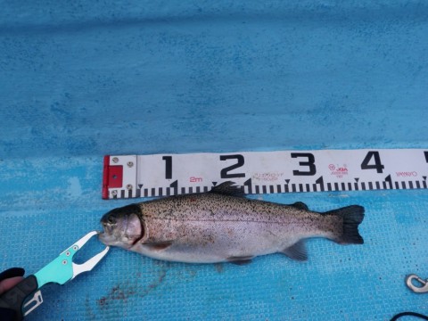 mz4wcx5bpiydbuazujbf_480_480-0046f18f.jpg