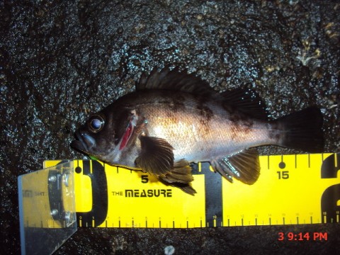 mz7xr9cukmr2ngthwwz4_480_480-89bd29fb.jpg