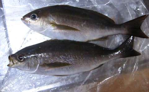 n2j59dnayak9ta2yexoy-4631b5fd.jpg