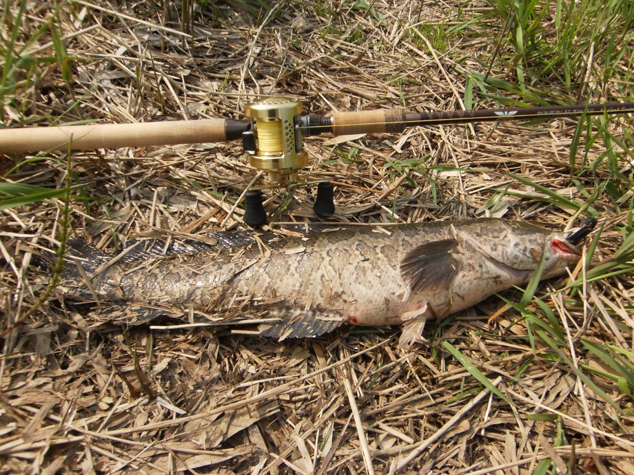 マイロッホのブログ 雷魚開幕 マイロッホのブログ 雷魚開幕
